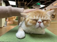 -猫和宫(六道口店)