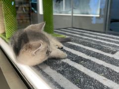 -babydoll猫舍·米努特·德文·缅因(久光中心店)