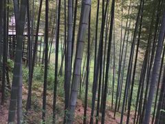 -镇江市南山风景名胜区竹林景区