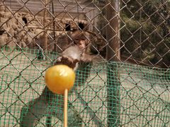 -王顺山国家森林公园