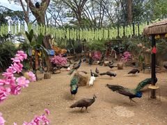 -西双版纳勐泐文化旅游区