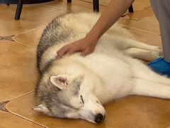 -Let's go狗咖·猫咖·奶狗·桌游(春熙路IFS店)