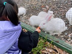 -田园东方蜜桃村的田野营地