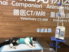 -爱侣宠医·鹦鹉专科·小型哺乳类·异宠专科(灵石路店)