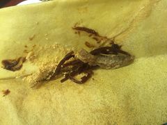 -赵记煎饼卷大葱(东岳店)