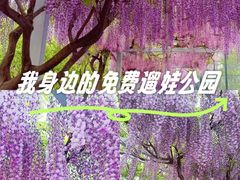 -嘉定紫藤园