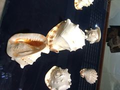 -青岛贝壳博物馆