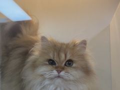 -十月米努特矮脚猫舍