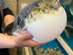 -天正河鲀·河豚亭(大连店)