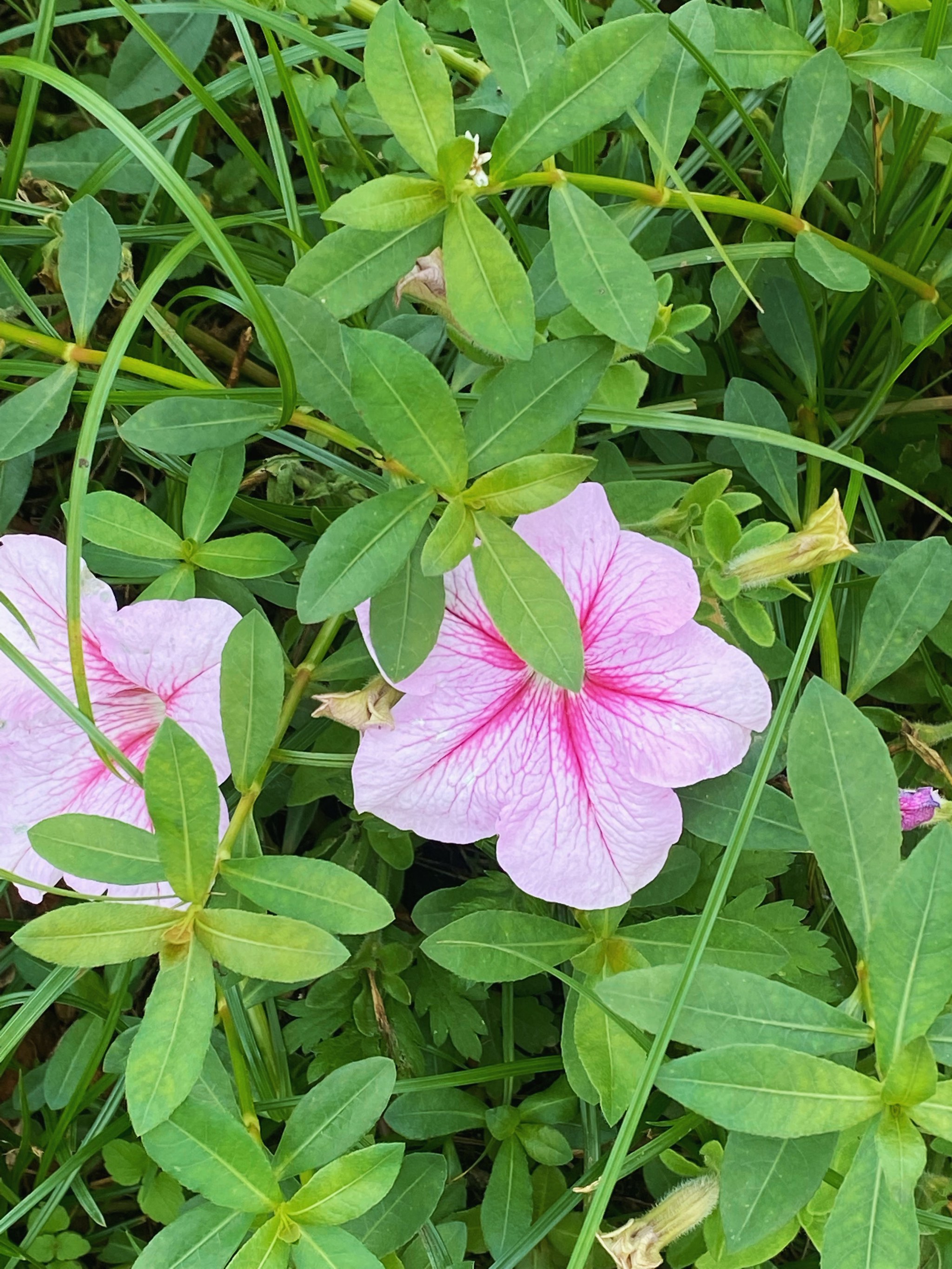 牵牛花的根茎叶结构图片