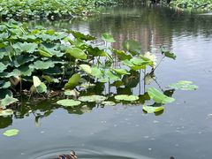 -前关湿地公园