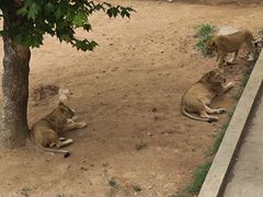 -西霞口神雕山野生动物世界