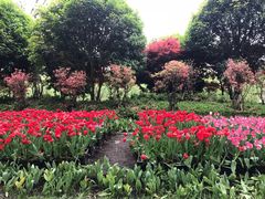-上海鲜花港