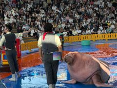 -海合安武汉极地海洋公园