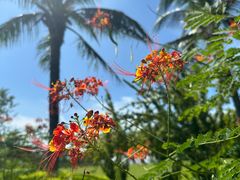 -福田红树林生态公园