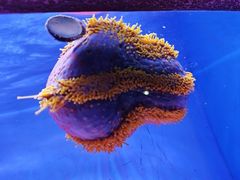 -上海海洋水族馆