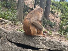 -黔灵山公园