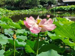 -陈家山荷花公园