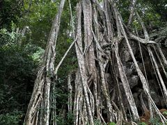 -中国科学院西双版纳热带植物园