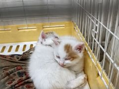 -夏家大锅台炖鱼馆