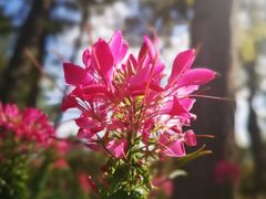 -上海滨江森林公园