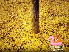 -百林公园-两江幸福广场