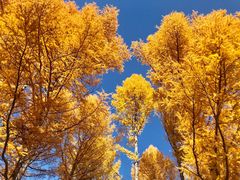 -塞罕坝国家级自然保护区