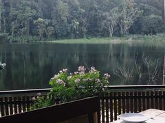 -Fern Forest Cafe