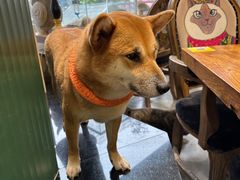 -more than meow吴止猫主题餐厅(承德 中船汇店)