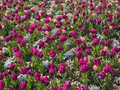 -上海鲜花港