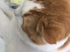 -瑞鹏宠物医院·宠保定点·心脏科·内科(御桥分院)