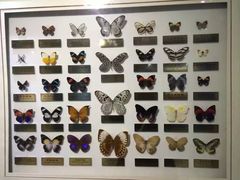 -上海昆虫博物馆