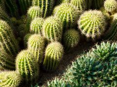 -深圳仙湖植物园