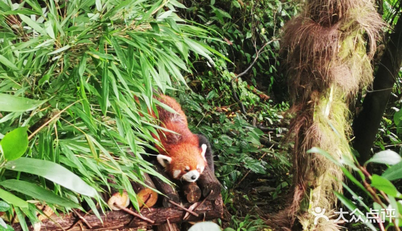 闯入熊猫🐼睡眠王国？[害羞]