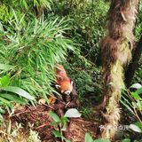 闯入熊猫🐼睡眠王国？[害羞]