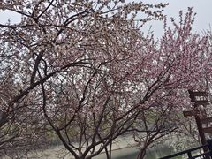 -桃花堤公园