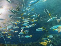 -上海海洋水族馆