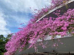 -深圳市中科院仙湖植物园