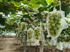 -马陆小张葡萄园农家乐