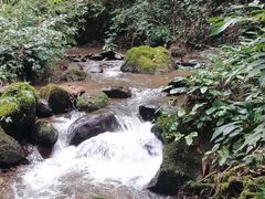 -莫里热带雨林景区