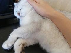 -猫音日语留学培训