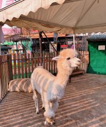 -萌宠亲子动物乐园(槐房万达店)