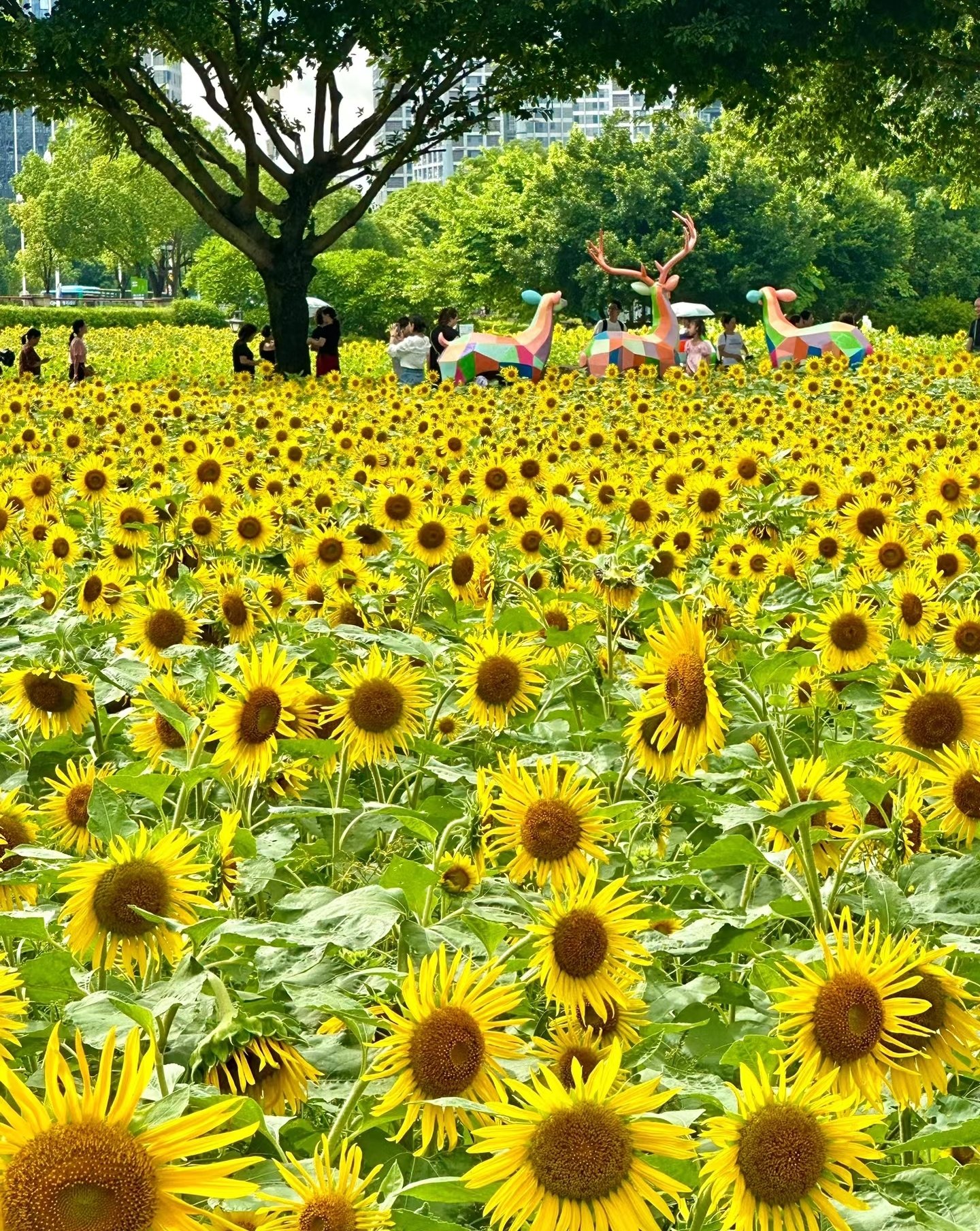 福州花海公园图片