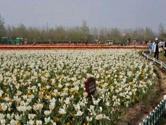 android_upload_pic-荷兰花海