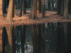 -上海共青森林公园