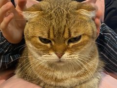 -萌喵宠狗爱心宠咖