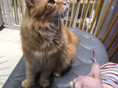 -藏猫猫咖啡主题馆(中央大道店)
