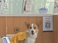 -联合动物医院(光谷诊疗中心)