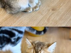 -有喵·猫咖·狗咖·30几只猫10只小狗(岗厦店)