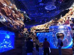 -芜湖新华联大白鲸海洋公园